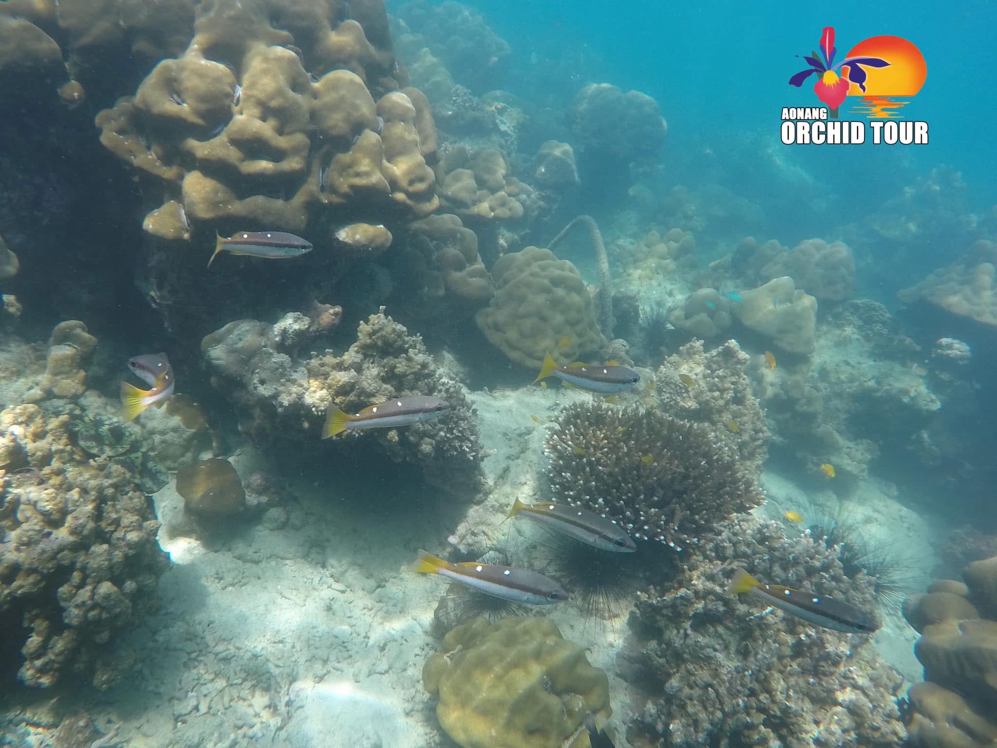 ONE DAY TRIP – HONG ISLANDS (KRABI)BY LONG TAIL BOAT.